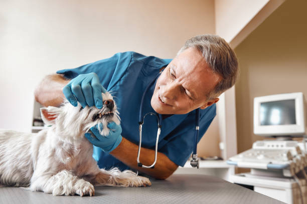 Best Dental Abscess Treatment in Scotts Valley, CA